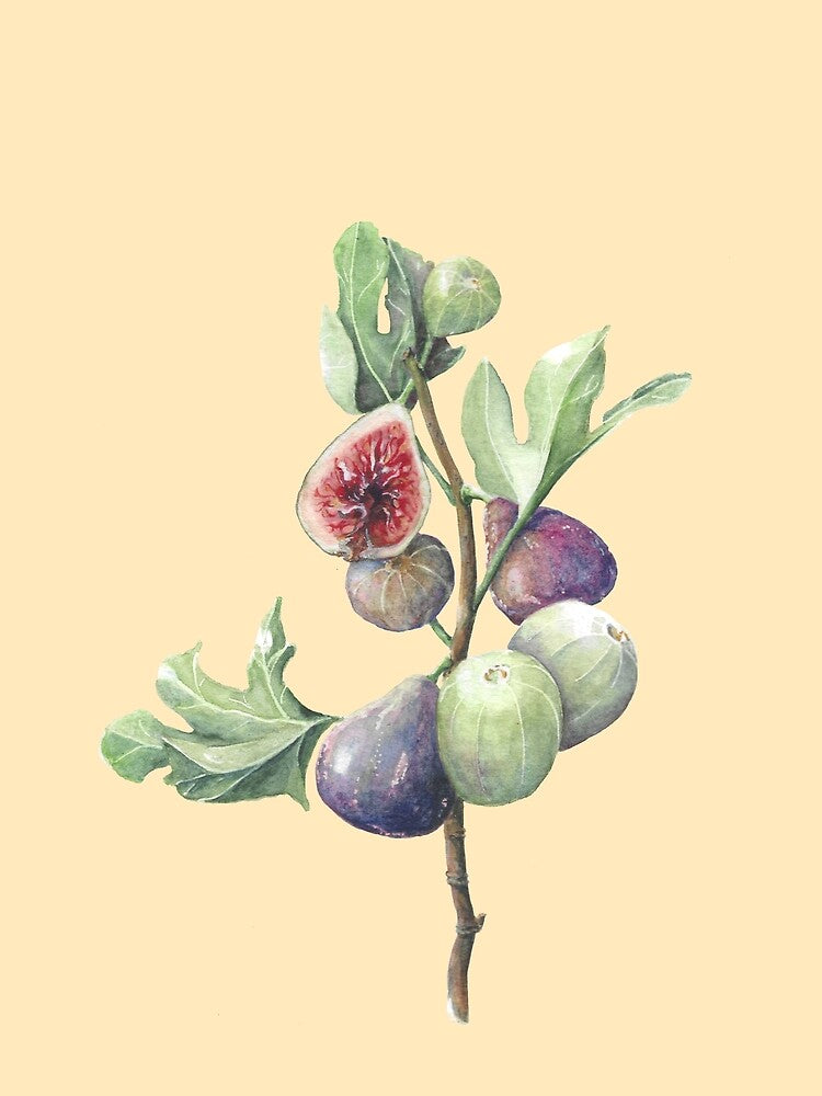 Fig season (old parchment) by Naomi-Bulger