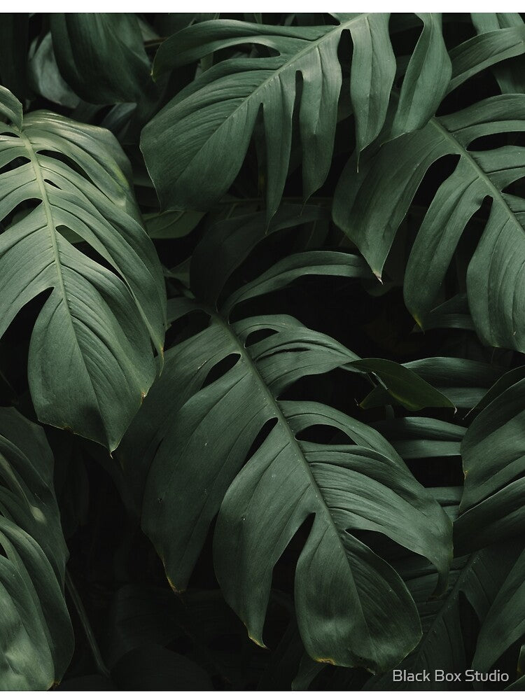 Leaf by Black Box Studio