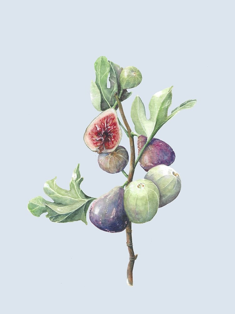 Fig season (winter sky) by Naomi-Bulger