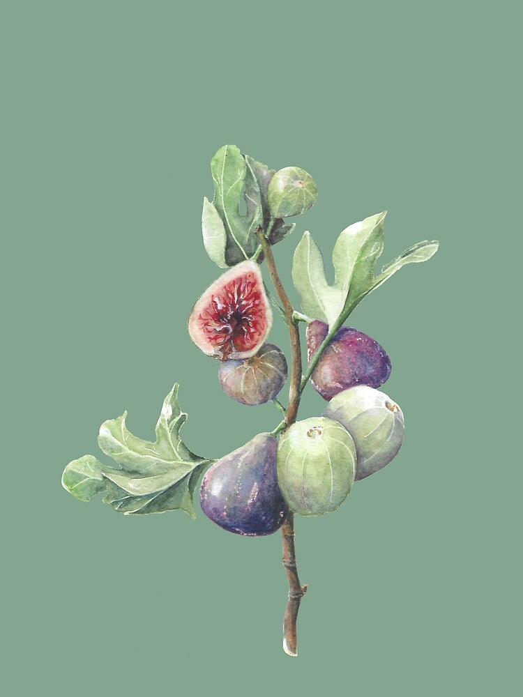 Fig season (sage green) by Naomi-Bulger