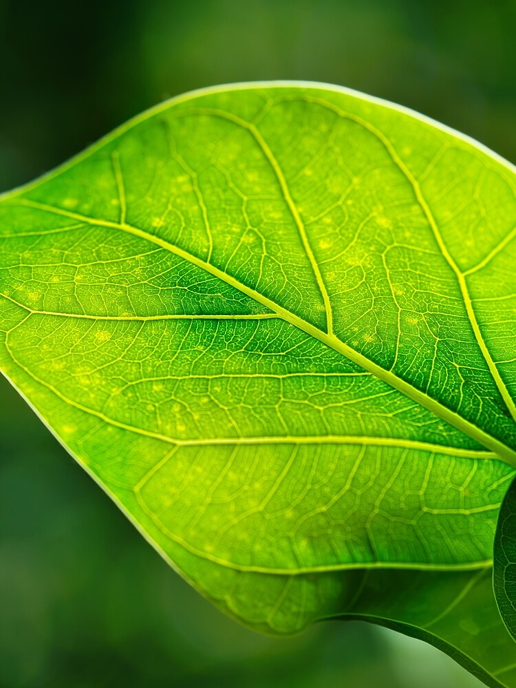 Green Leaf Macro with Vein Detail by RastislavS