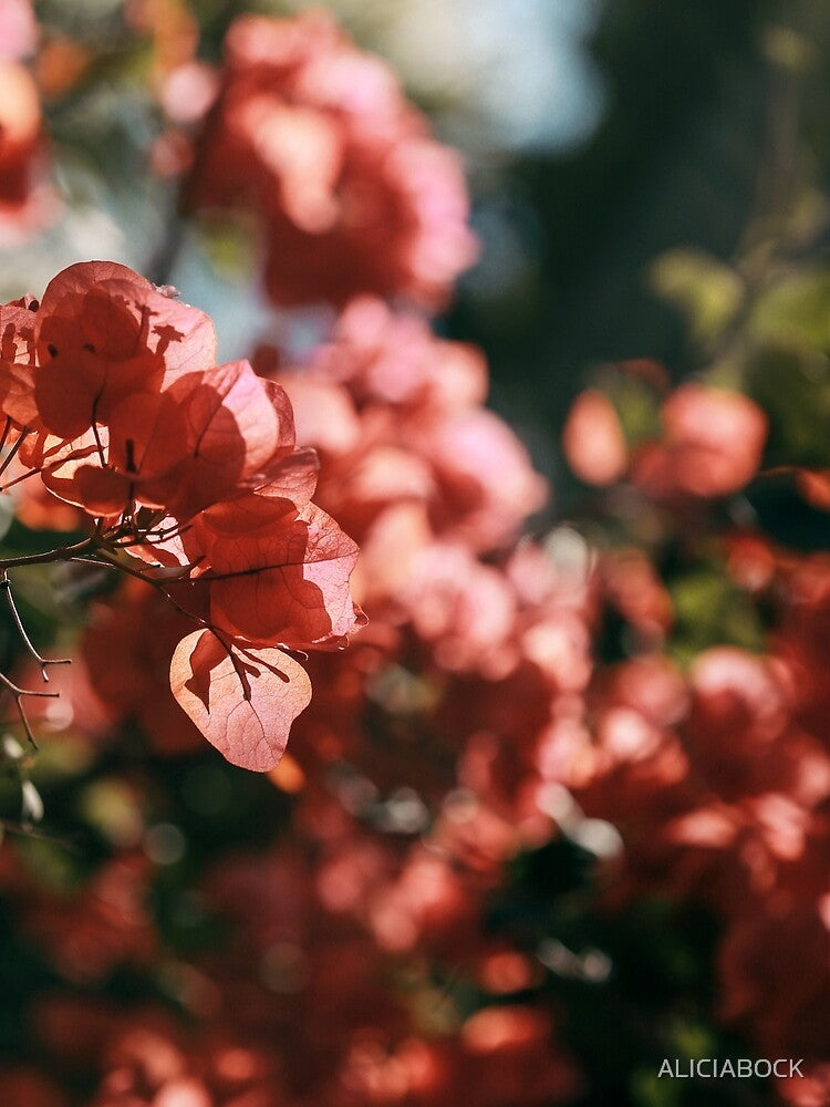 Southern Sun by ALICIA BOCK
