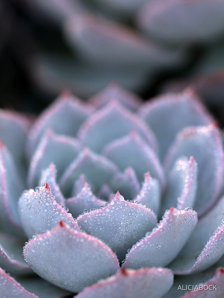 Morning Echeveria #3 by ALICIA BOCK