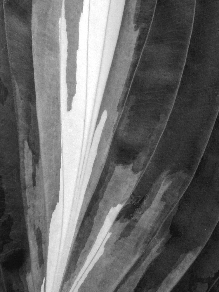 Hosta Eruption BW by Kathilee