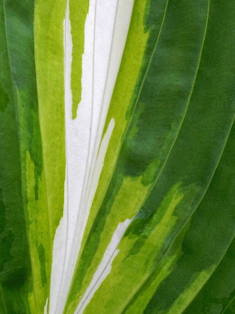 Hosta Eruption by Kathilee