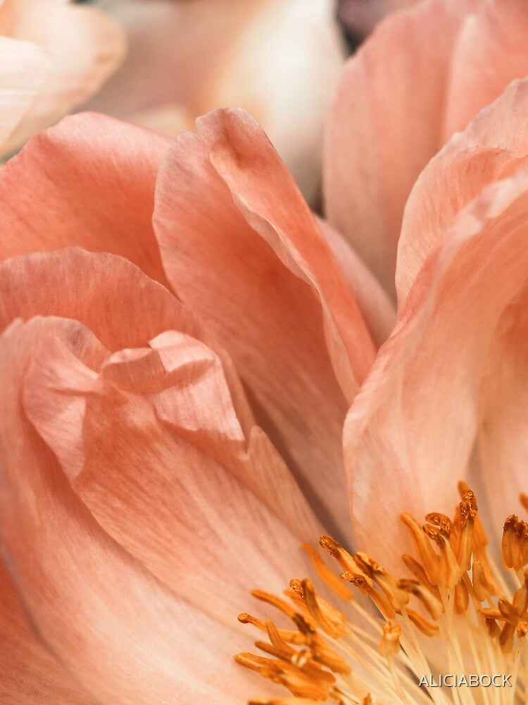 Coral Charm #1 by ALICIA BOCK