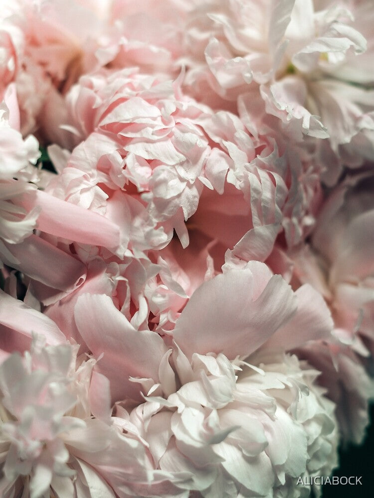 Pink Peony #1 by ALICIA BOCK