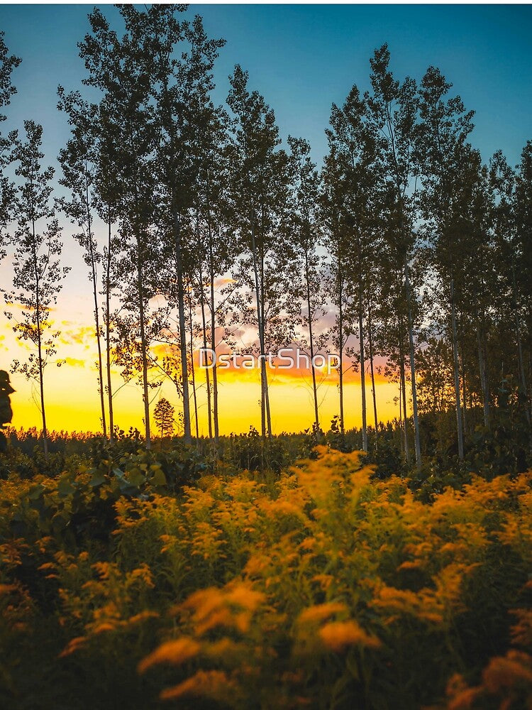 Beautiful sunset woods Reflecting serenity by DstartShop