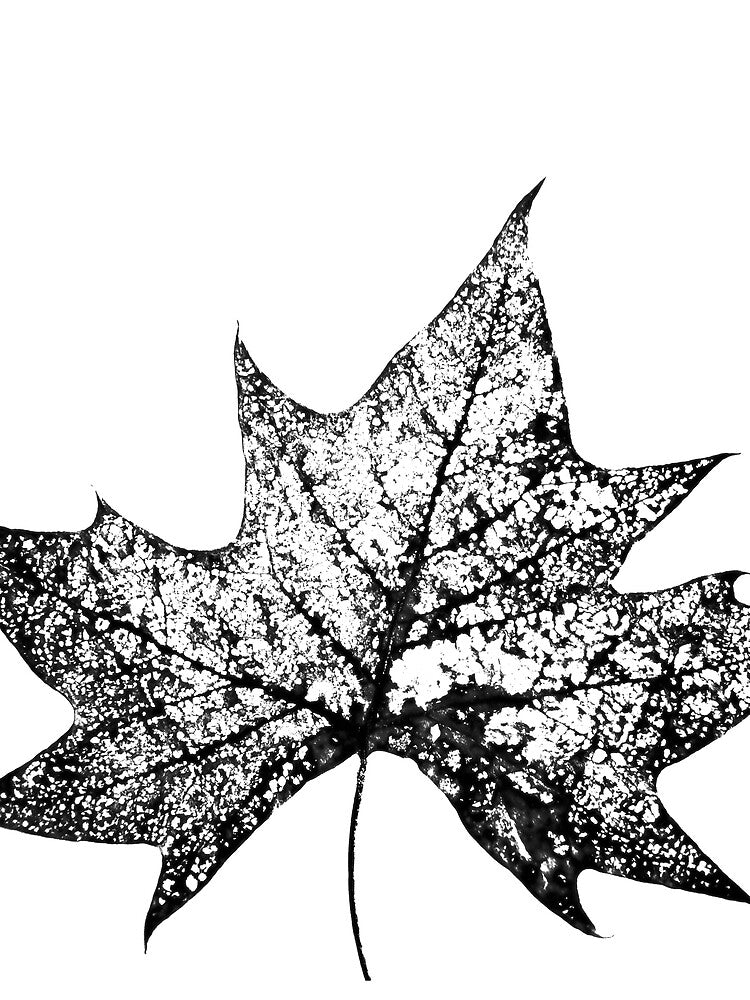 Leaf in Black and White by StampCity