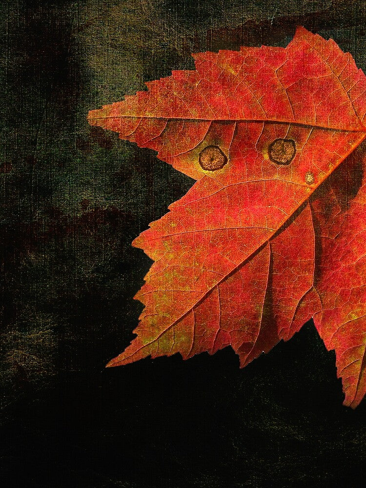 Autumn Eyes by Kathilee