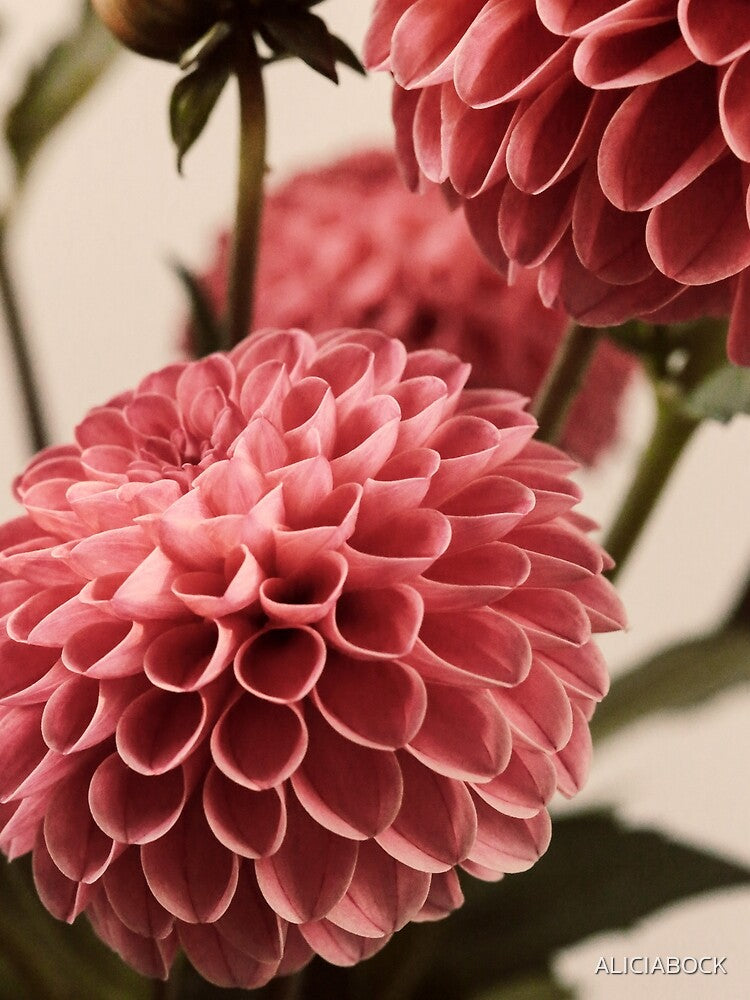Dahlia Bouquet #2 by ALICIA BOCK