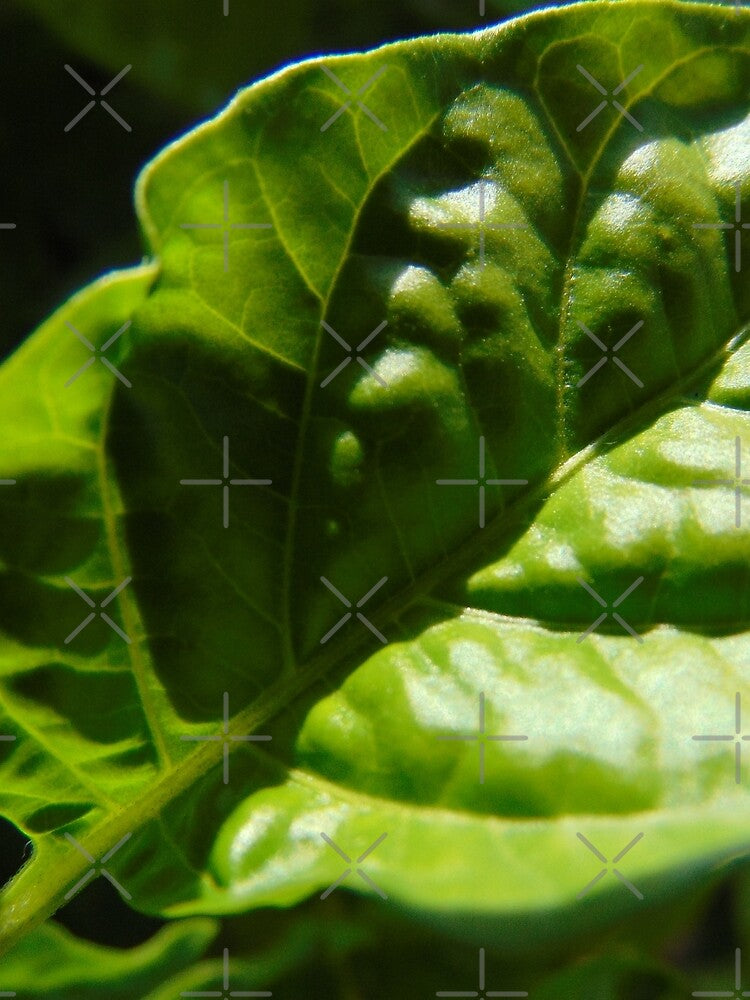 Leaf by ThermalDynamo