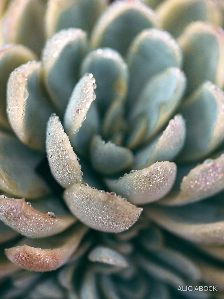 Autumn Succulent #2 by ALICIA BOCK