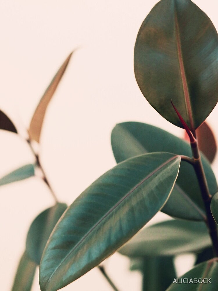 Ficus Elastica #5 by ALICIA BOCK