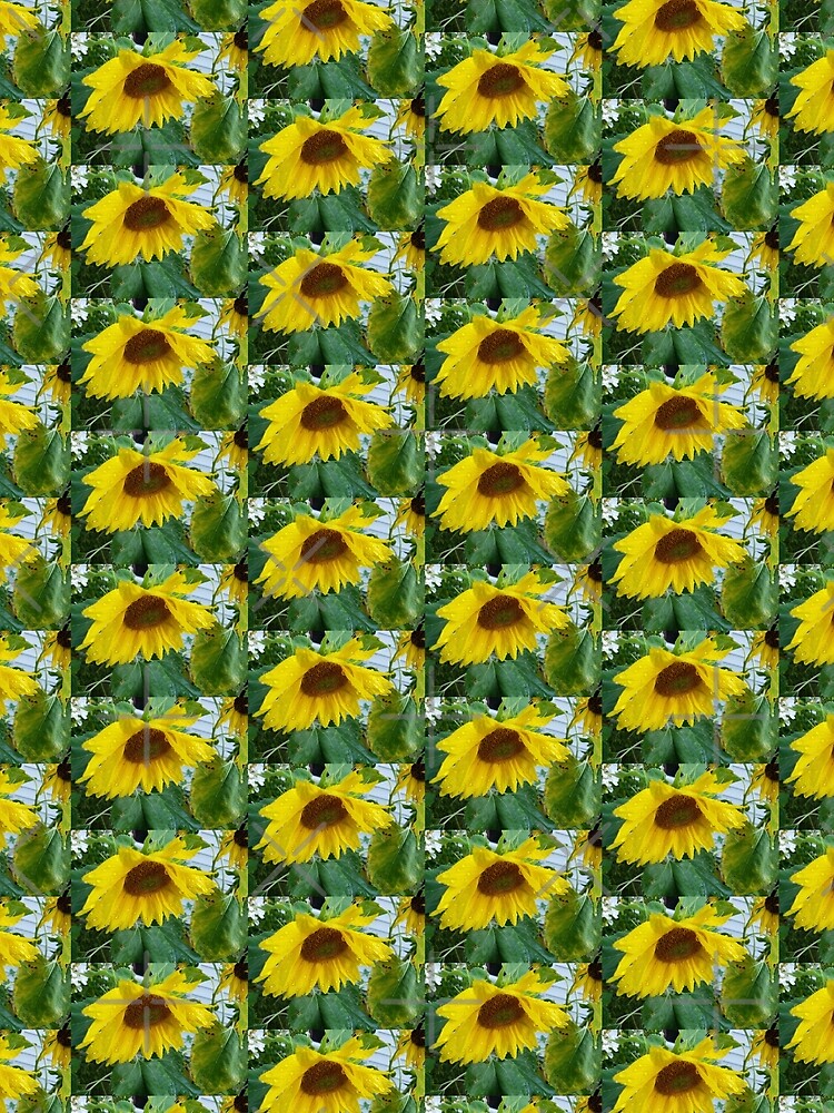 Yellow Sun Flower -- garden wet by glitchman2