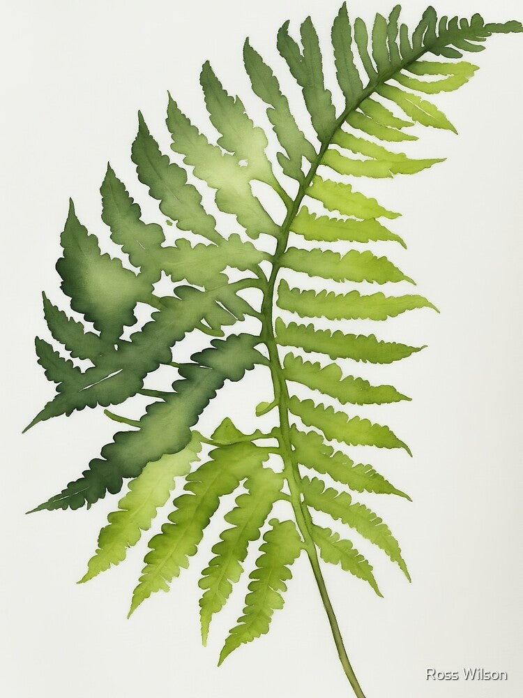 Watercolour Green Fern Leaf Painting by RossWilson12