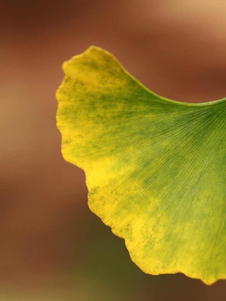 Ginkgo Leaf No 1 by StampCity