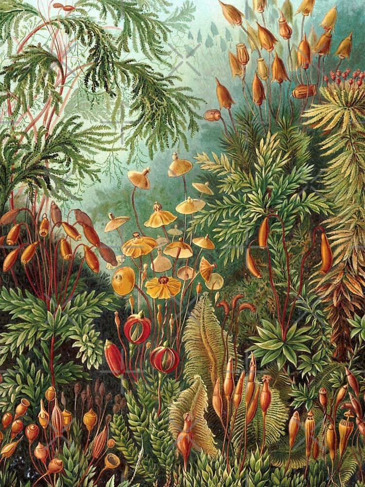 Vintage Botanical Plants Muscinae Fine Art Antique by Ernst Haeckel by cutesy