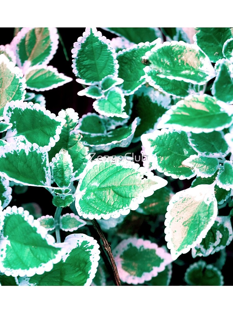 Green Leaf photographic design by ZengoClub