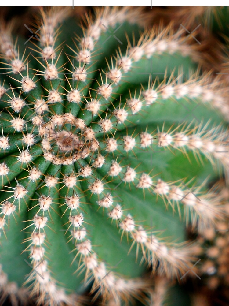 CACTUS - PHOTOS - DECORATION - ART - MINIMALIST - DECO by Tropical Blood
