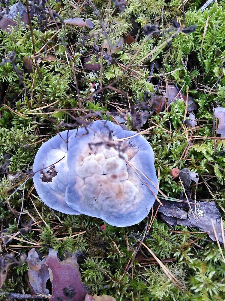 The blue cloud in the forest isn`t magical? by Raigitam