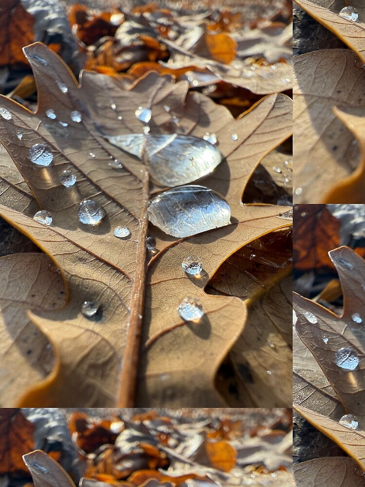 Autumn Leaf with Water Droplets – Macro Nature Photography by ForgeBogdan