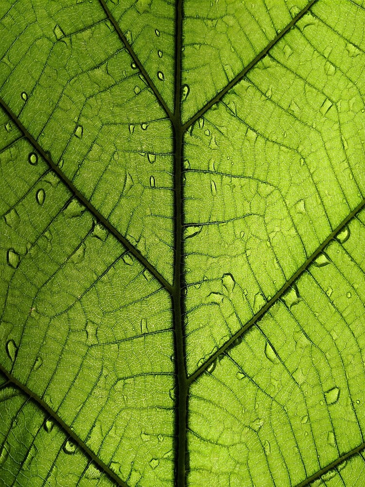 leaf by Iskanderox