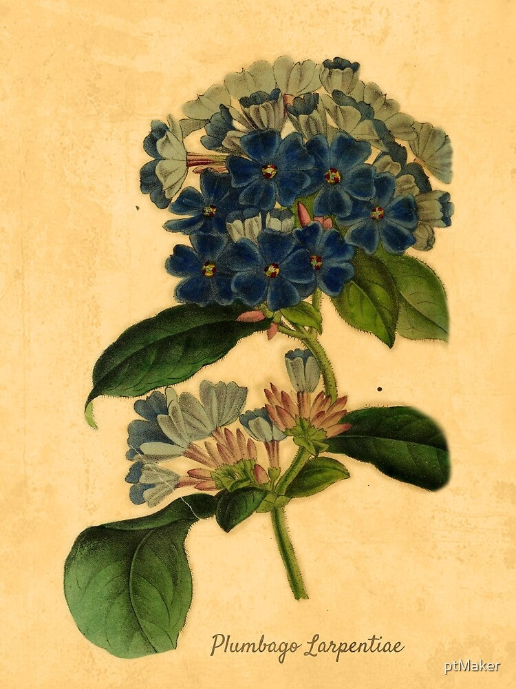 Plumbago Larpentiae Botanical Illustration by ptMaker