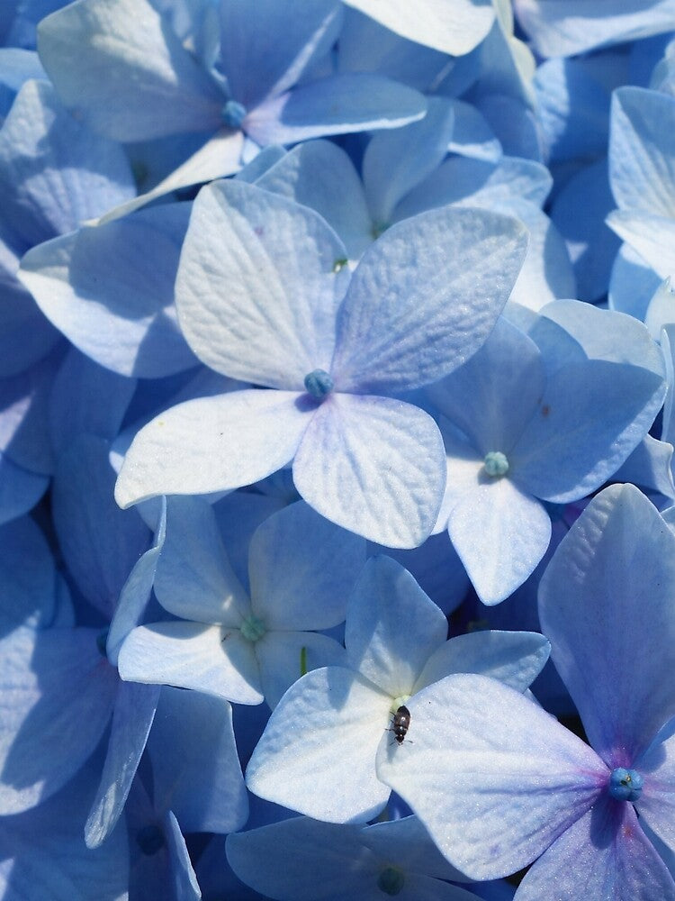 Blue Floral Pattern by JacobIV