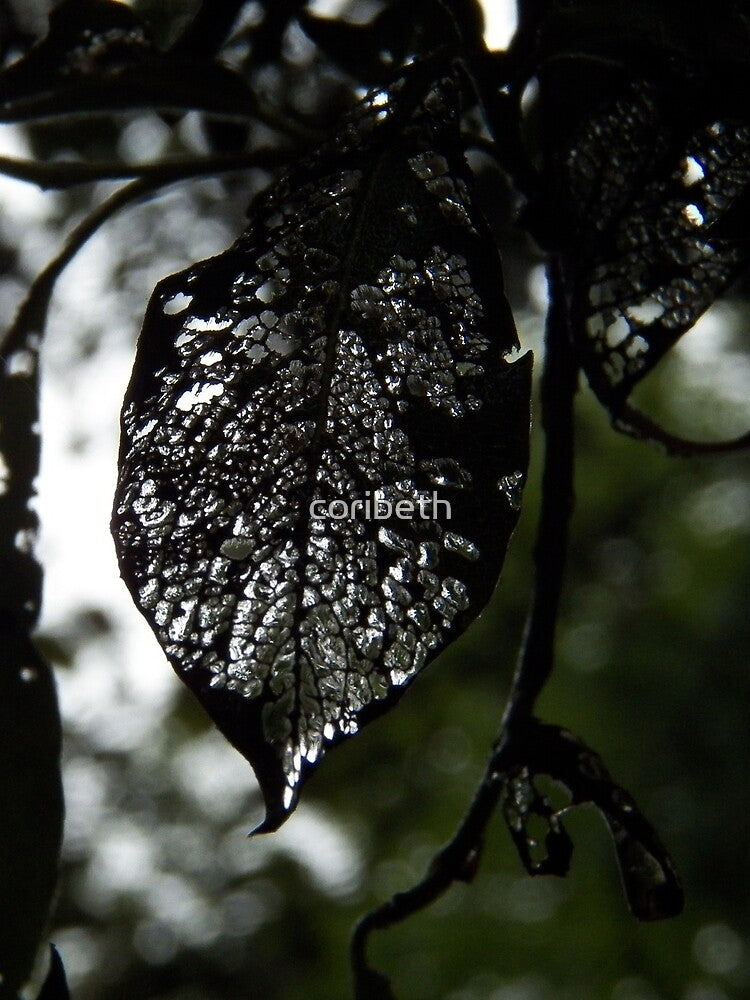 Beauty in the Dark by coribeth