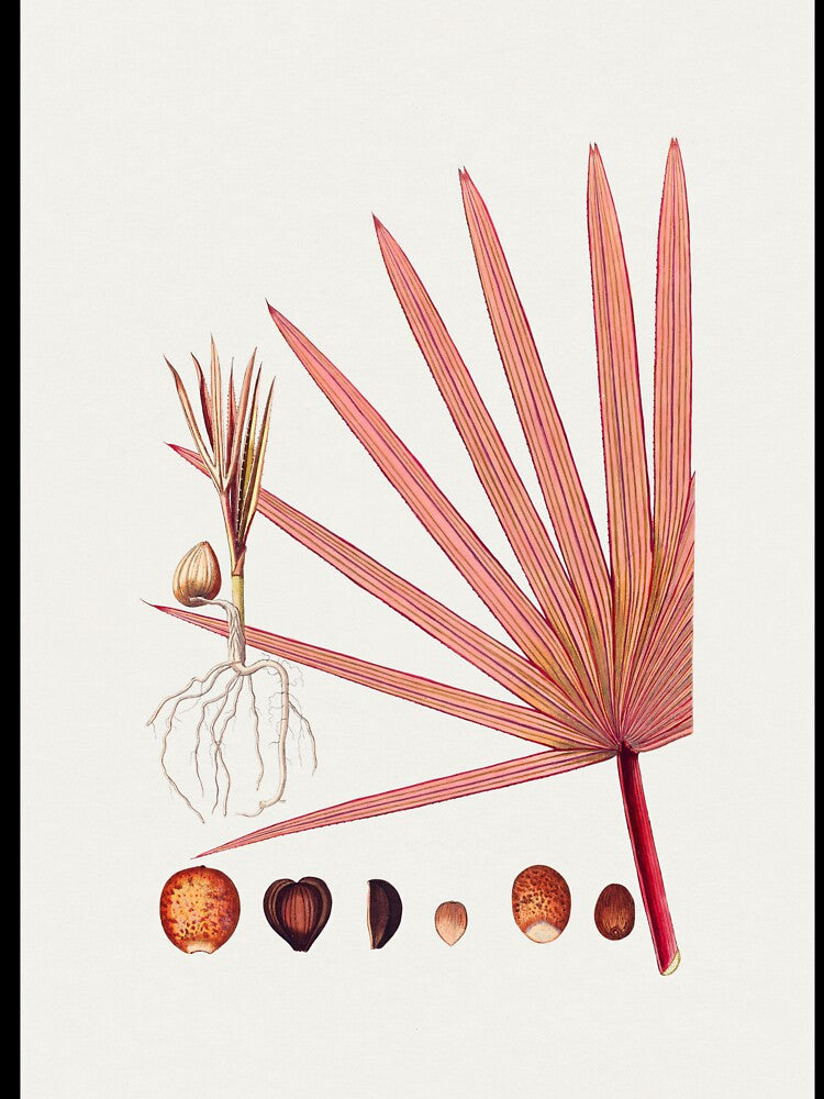 Remastered Hand drawn red latan palm. Original from Biodiversity Heritage Library. by FineArt Rewind