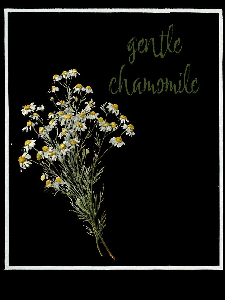 Gentle Chamomile Vintage Botanical Flower Illustration by AggyCreatif