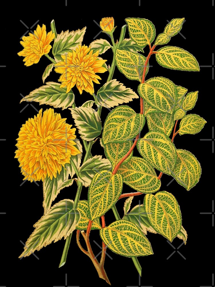 Honeysuckle Botanical Print by Veriepear