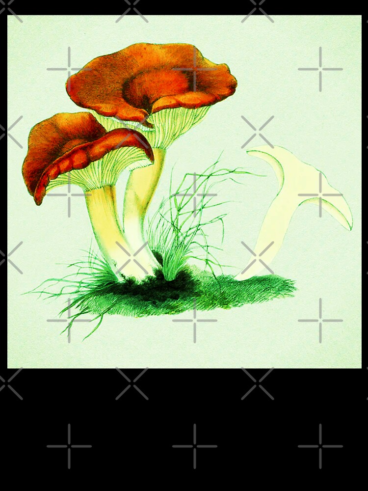 Rufous Milkcap Mushroom by TheArtShop0528