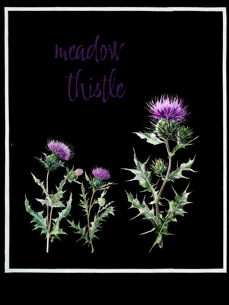 Meadow Thistle Vintage Botanical Illustration by AggyCreatif