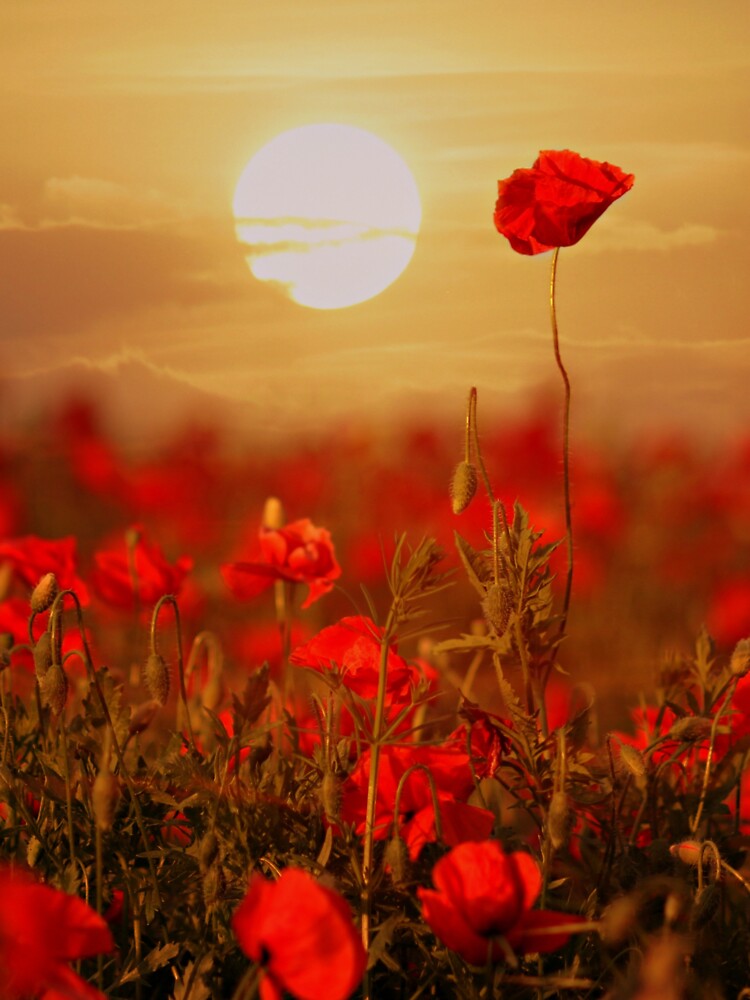 AMAZING SUNSET OVER THE ROSES by MJ96-PRO