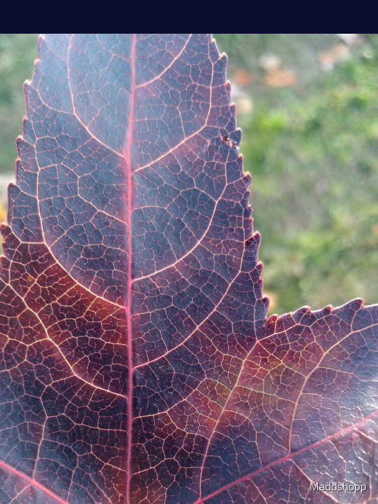 leaf detailed by Maddshopp
