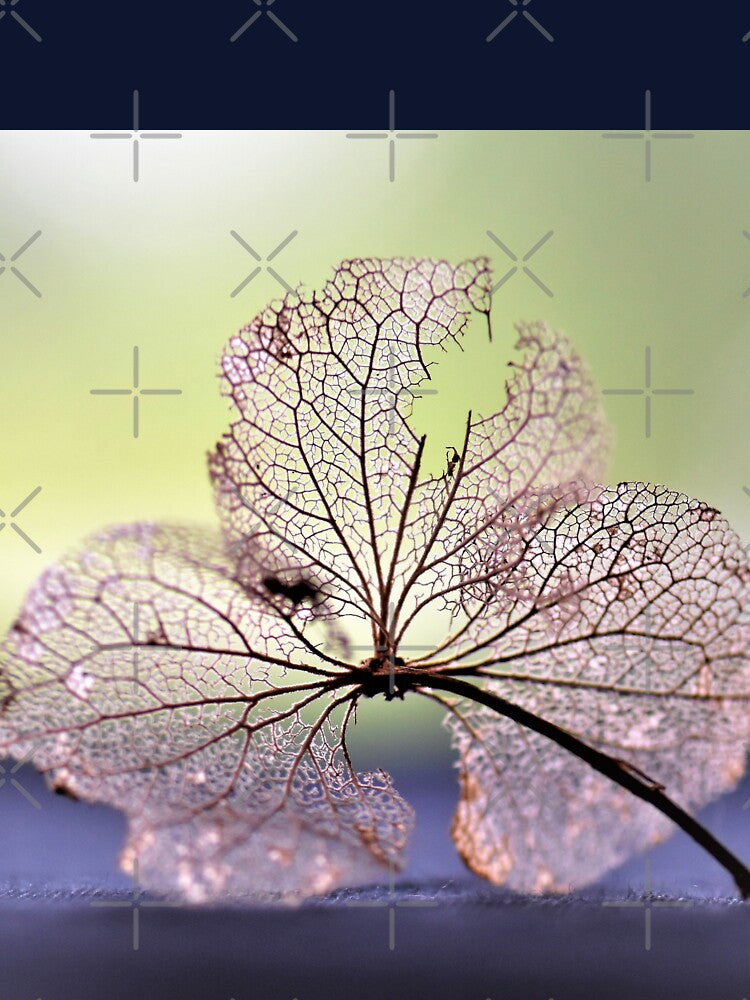 Leaf by Moni3572