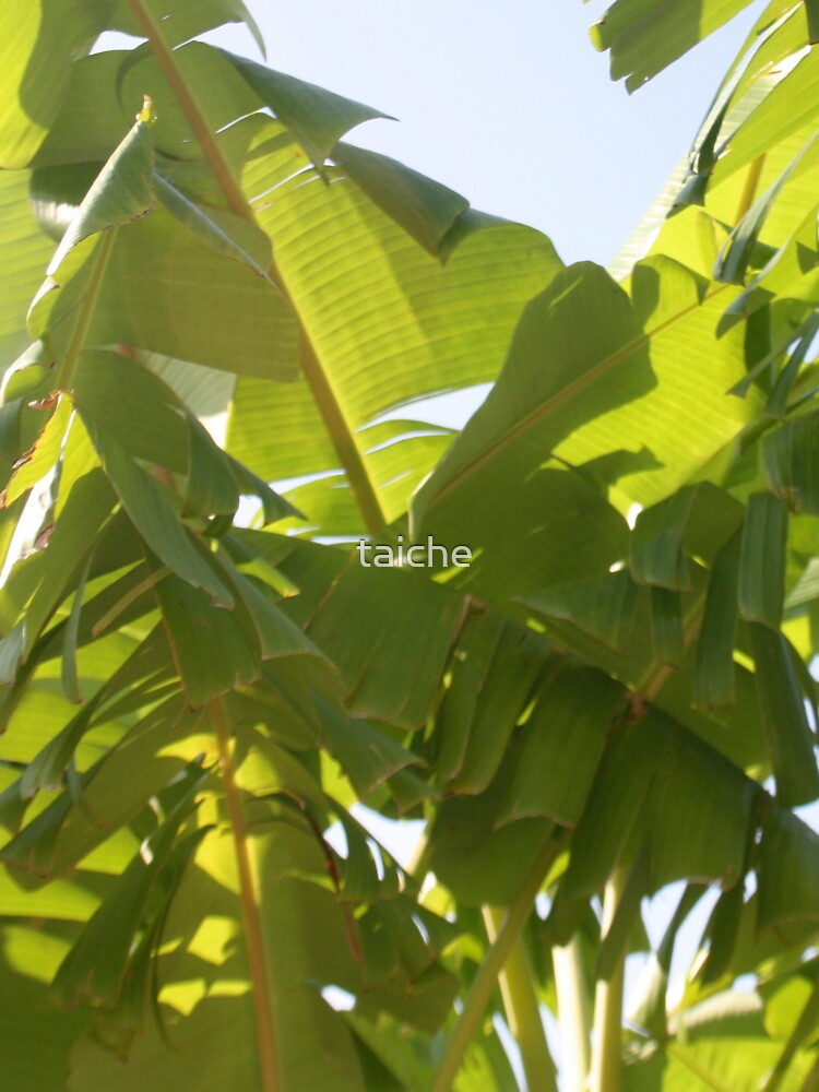 A Jungle Of Banana Leaves Abstract Photography by taiche
