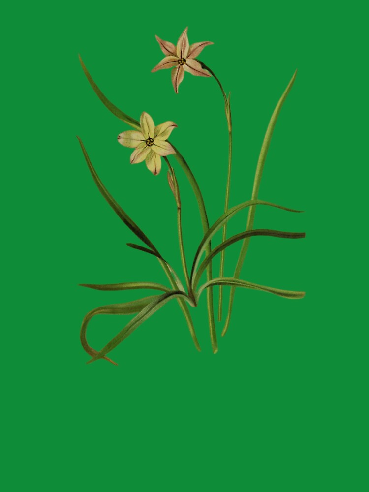 Botanical Illustration of Milla uniflora Varieties: Conspicua & Violacea by MaPerle