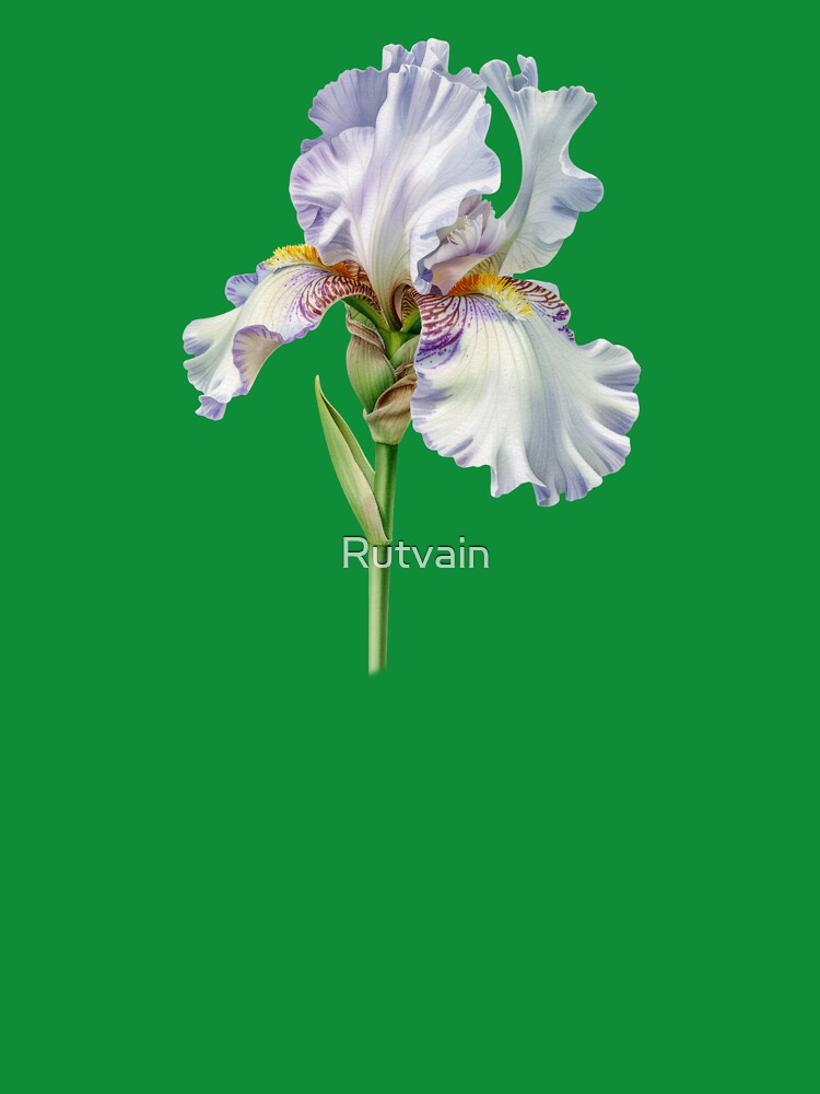Elegant Bearded Iris Botanical Illustration by Rutvain