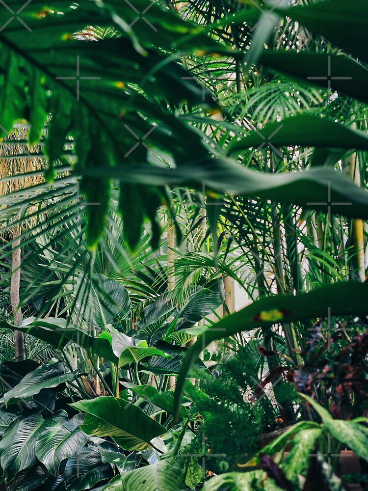 Tropical Plants and Trees by SYNTASTIC