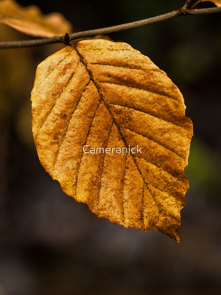A golden brown solitary beech leaf in winter by Cameranick