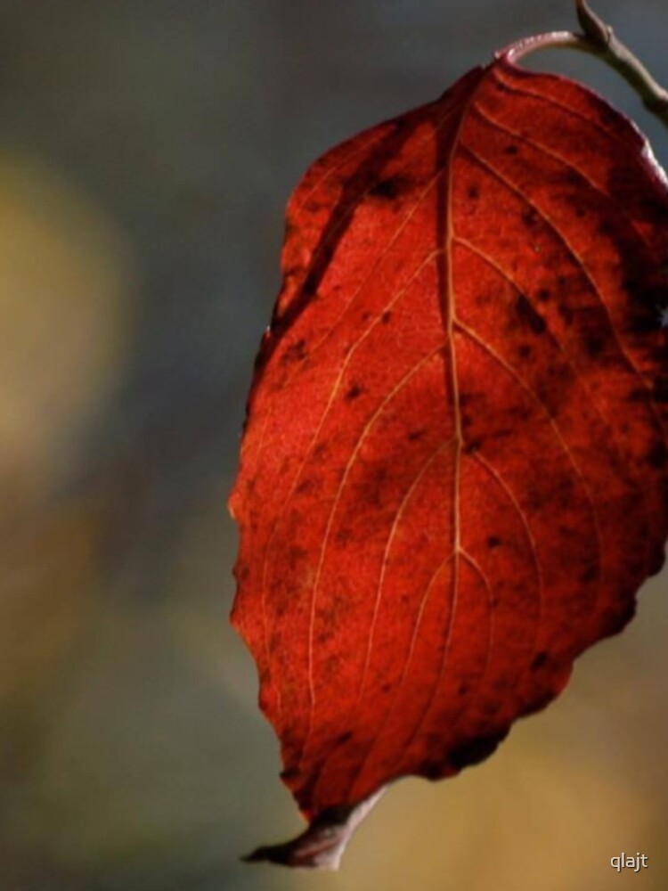 Brown Leaf by qlajt