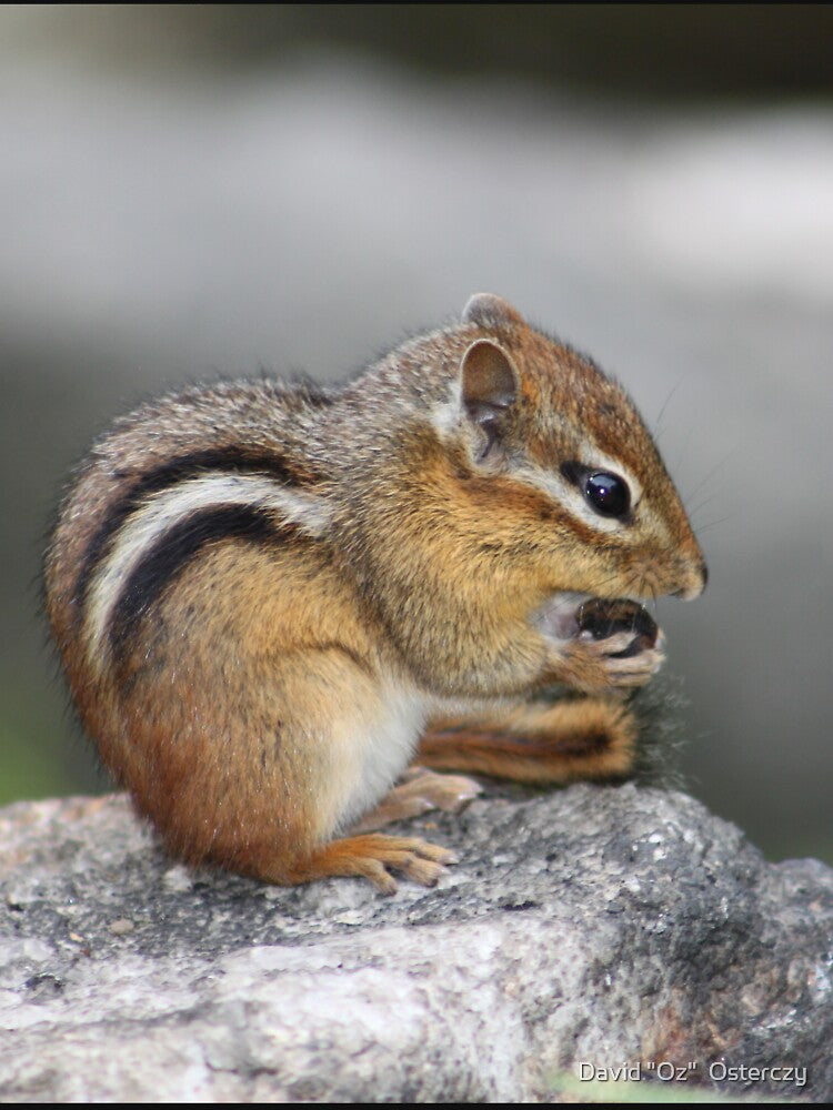 Alvin finds his Nuts! by David "Oz"  Osterczy