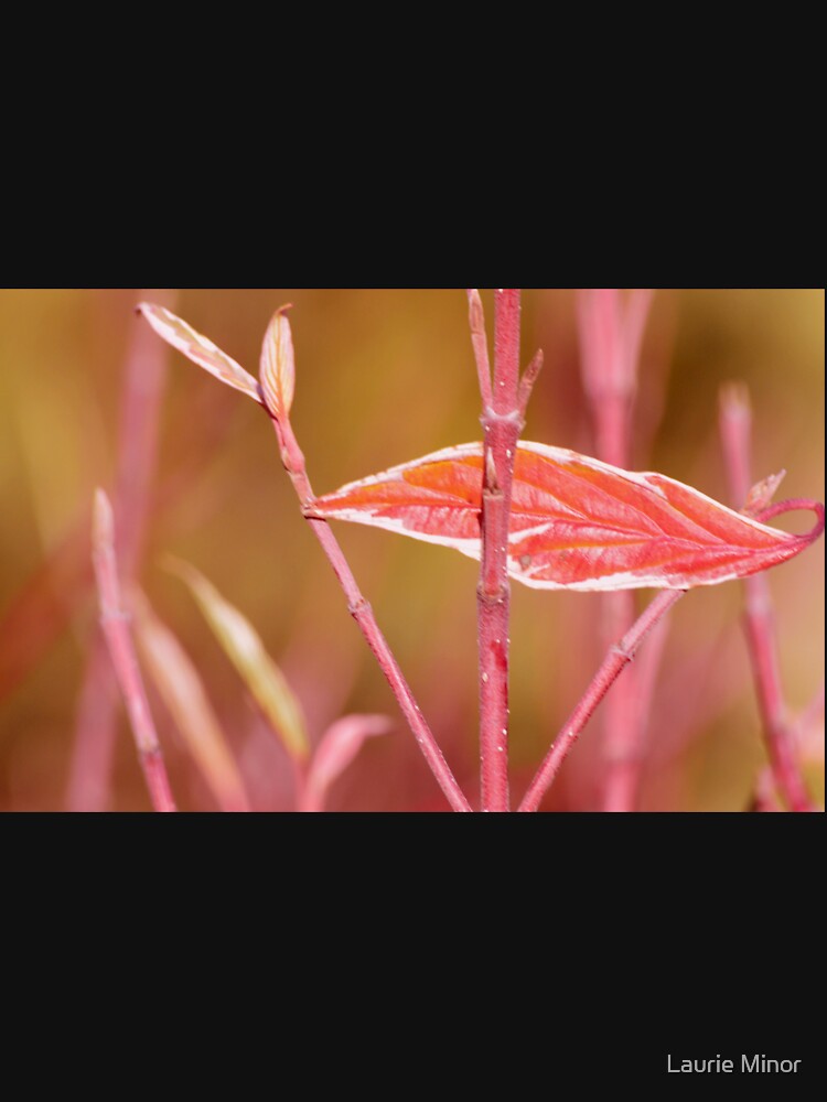 leaf by Laurie Minor