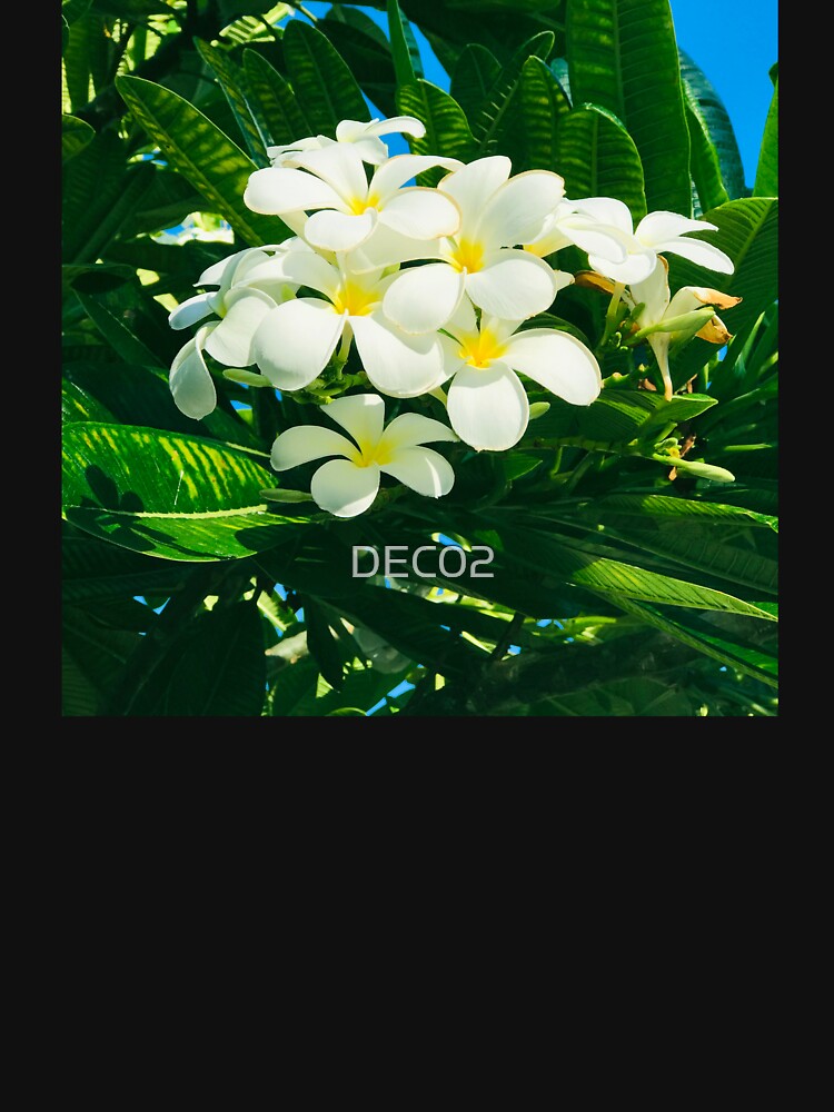 Pleasant Hawaiian Tropical Plumeria Flowers Art Photo by DEC02