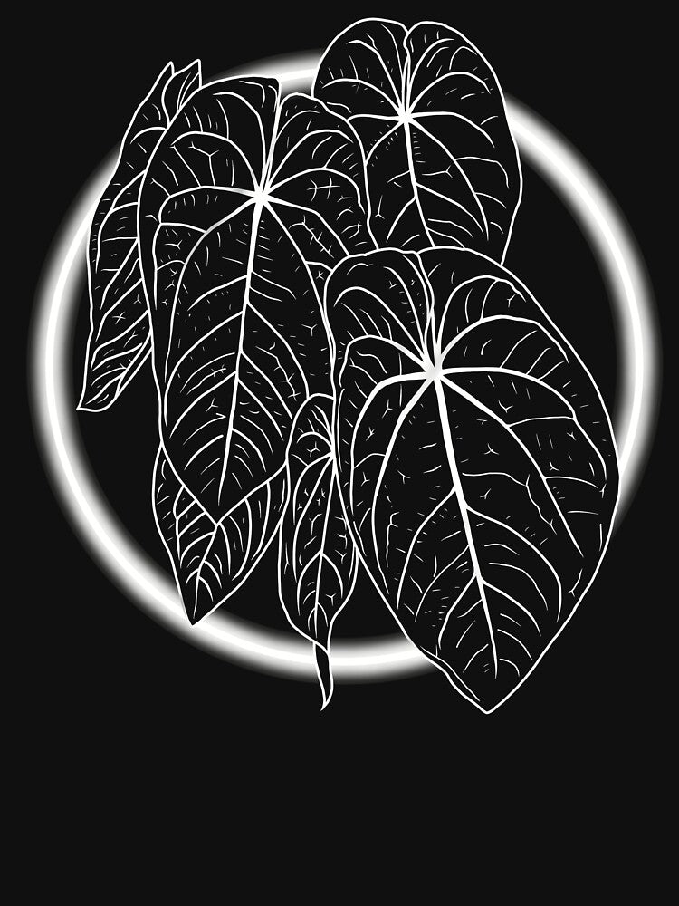 ANTHURIUM ACE OF SPADES by MYPLANTEES