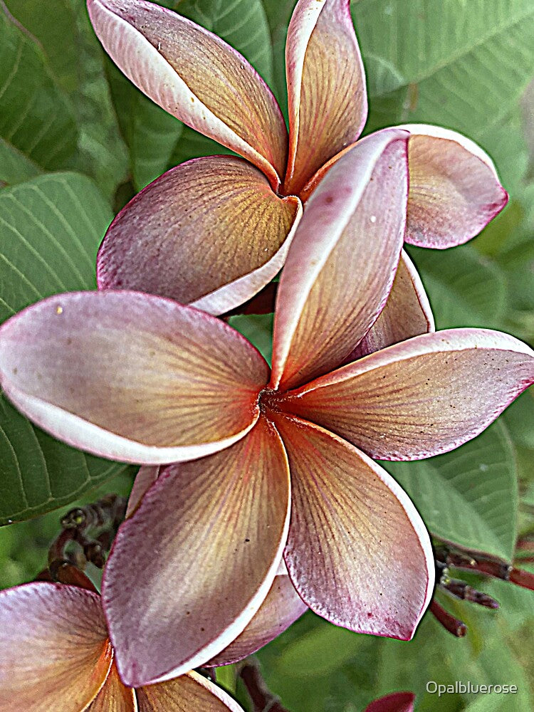 FRANGIPANI FLORAL ART, GEORGE BROWN CULTIVAR by Opalbluerose