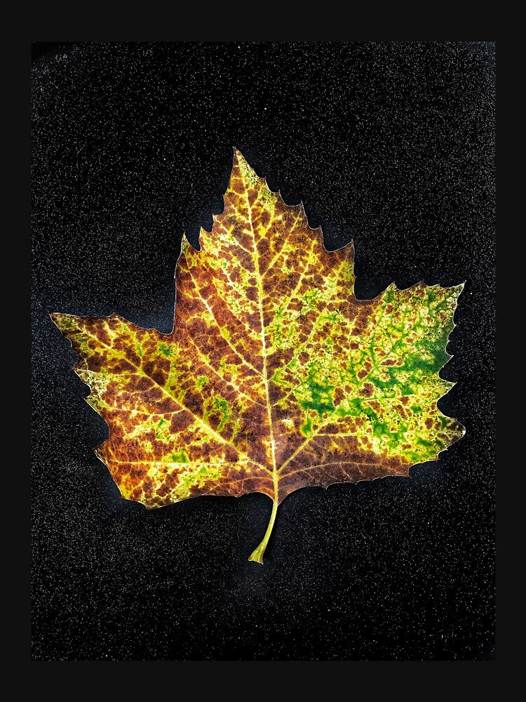 Portrait Of A Fallen Leaf by MyPhotoDreams